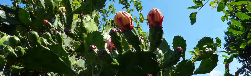 Octobre 2013 - Cactus en fleurs