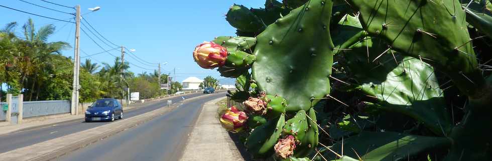 Octobre 2013 - Cactus en fleurs