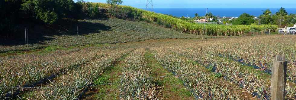 Nov 2013 -Bassin Plat - Champs d'ananas