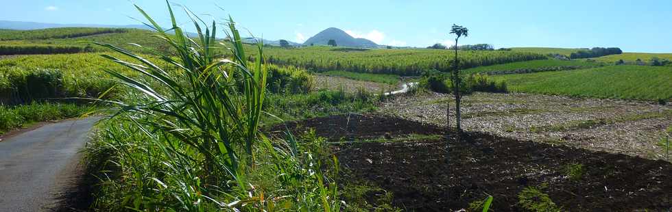 Nov 2013 -Bassin Plat - Champs de cannes - Piton Mont Vert