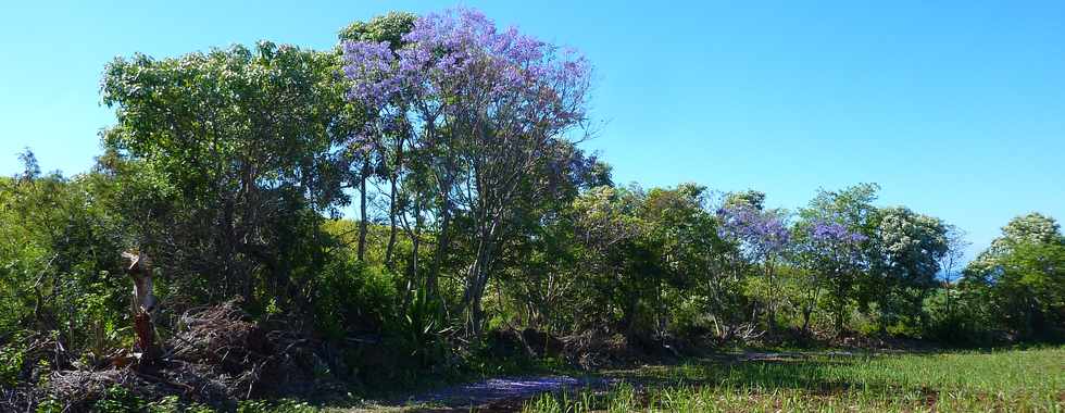 Nov 2013 -Bassin Plat - Champs de cannes - Jacarandas