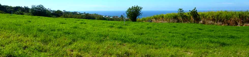 Nov 2013 -Bassin Plat - Champs de cannes et herbages