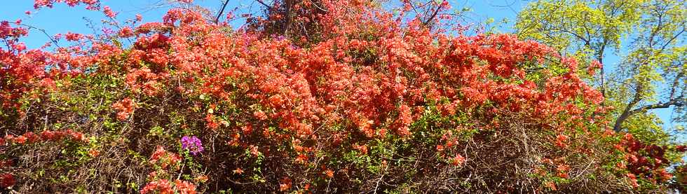 10 nov 2013 - St-Pierre - Bougainvilles