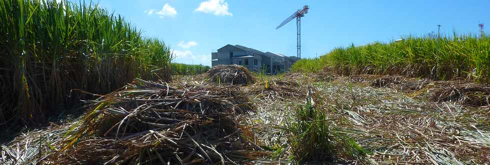 10 nov 2013 - St-Louis - Cannes et habitations