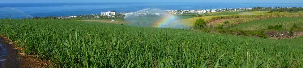 13 nov 2013 - St-Pierre - Irrigation par aspersion chemin de Bassin Plat -