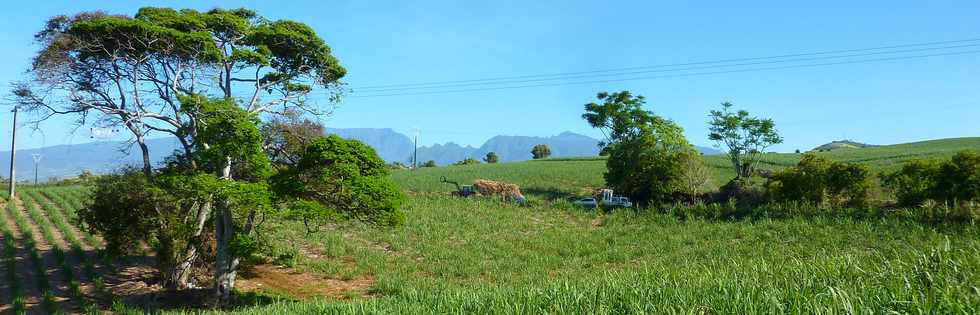 13 nov 2013 - St-Pierre - Chemin de Bassin Plat -