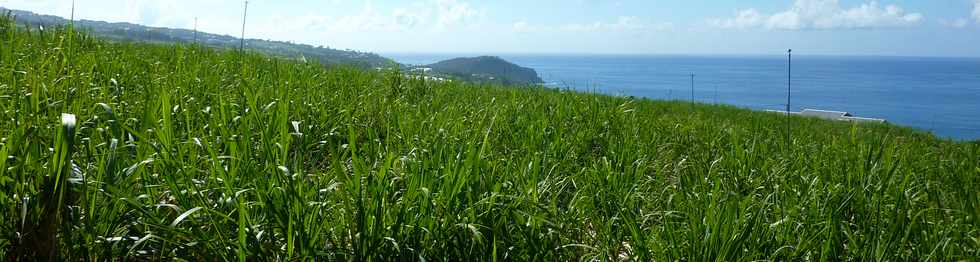 13 nov 2013 - St-Pierre - Grands Bois les Hauts - Vue sur le Piton de Grande Anse