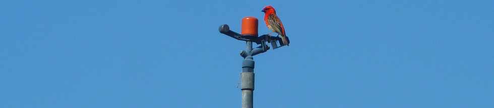 13 nov 2013 - St-Pierre - Grands Bois les Hauts - Cardinal perch sur un asperseur