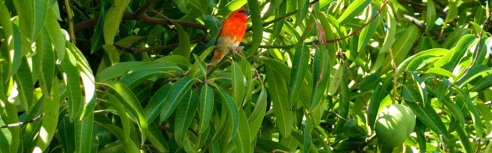 St-Pierre - nov 2013 - Cardinal dans un manguier rue Babet