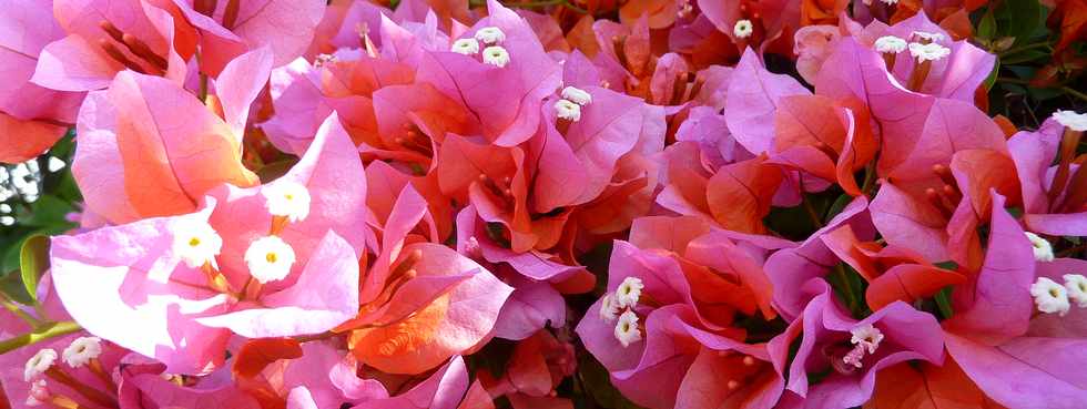 20 novembre 2013 - St-Pierre - Bougainvilles