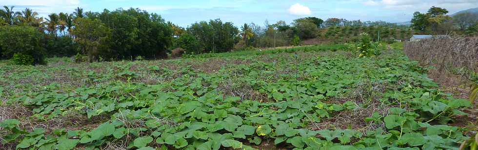 1er dcembre 2013 - Lianes citrouille