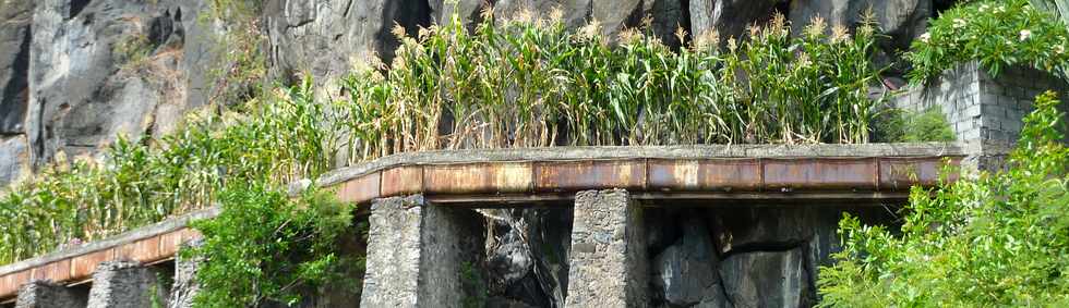 1er décembre 2013 - Ouaki - Canal des Aloès et maïs