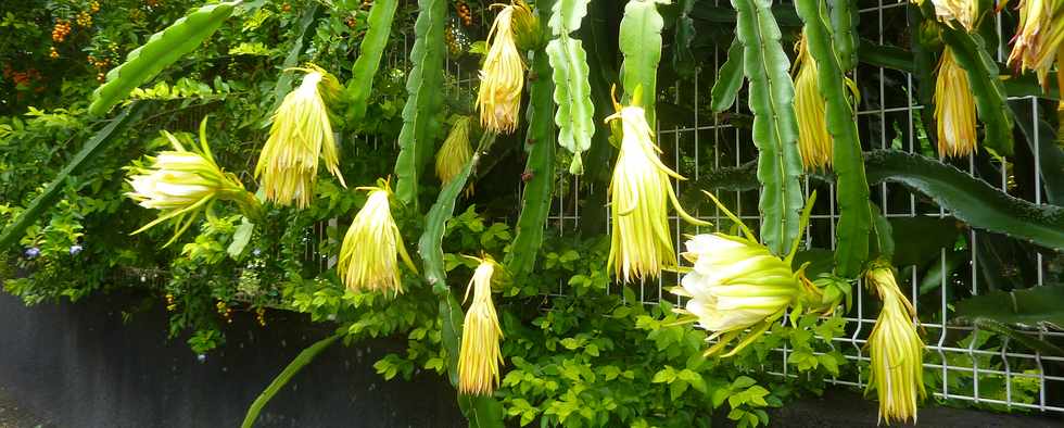 Cactes fleuries  la Ravine des Cabris