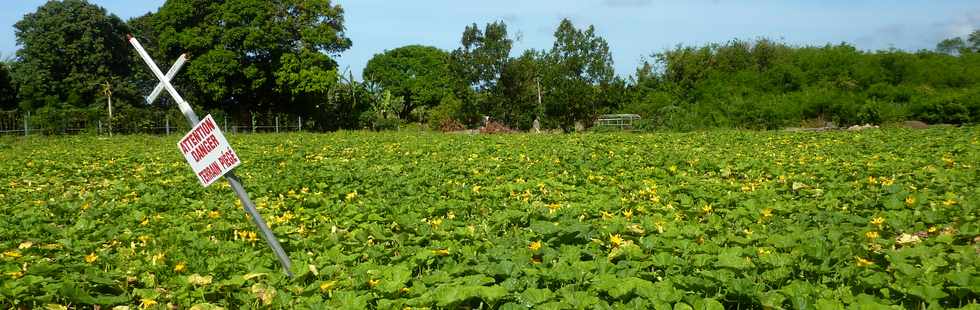 Ouaki - Champ de citrouilles