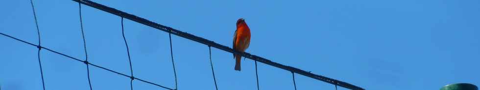 St-Pierre - Janvier 2014 - Parc urbain de Ravine Blanche - Cardinal