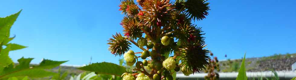 02/02/14 - St-Pierre -  Tan Tan en fleurs