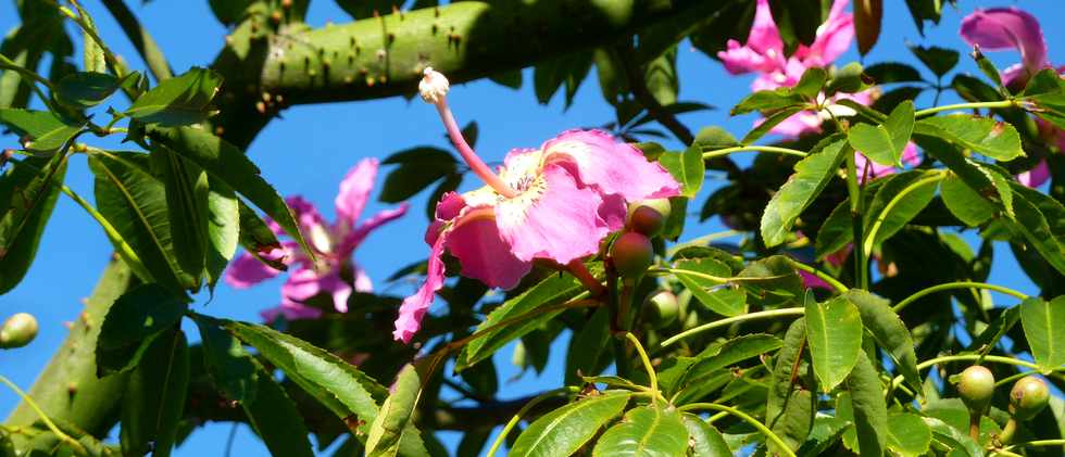 7 fvrier 2014 - St-Pierre - Bassin Plat - CHORISIA speciosa ou ceiba speciosa