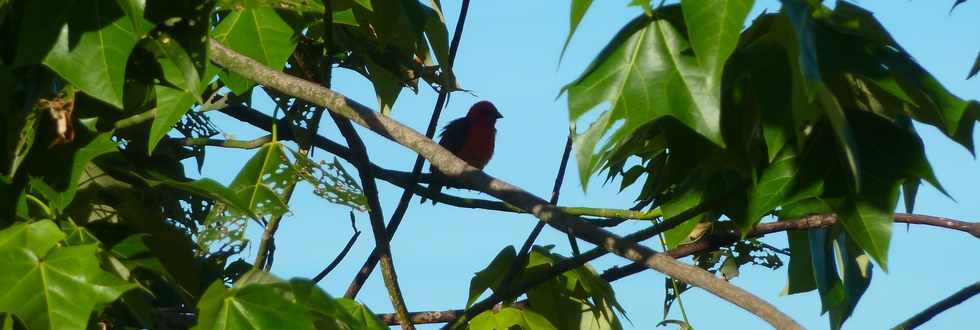 7 fvrier 2014 - St-Pierre - Bassin Plat - Cardinal