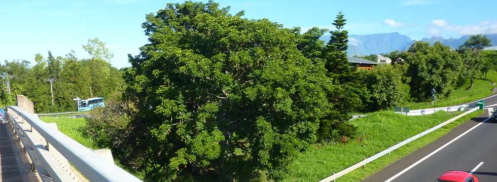 16 fvrier 2014 - St-Pierre - Ligne des Bambous - Baobab