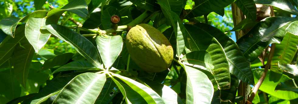 16 fvrier 2014 - St-Pierre - Fonds de Cond - Pistachier