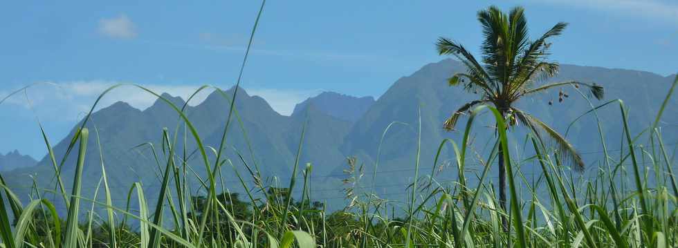 16 fvrier 2014 - St-Pierre - Ligne des Bambous