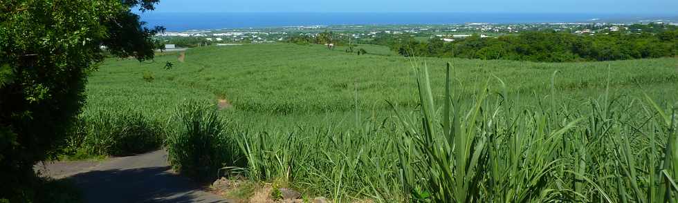 16 fvrier 2014 - St-Pierre - Entre Ligne des Bambous et Ligne Paradis -