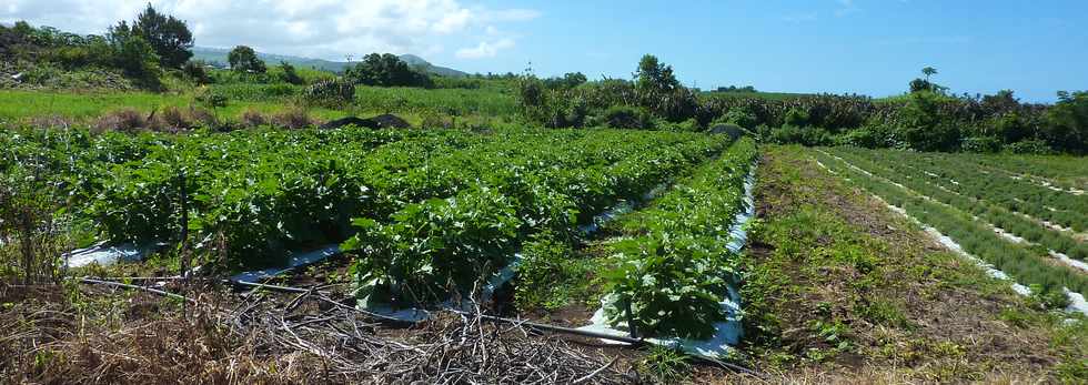 16 fvrier 2014 - St-Pierre - Entre Ligne des Bambous et Ligne Paradis -