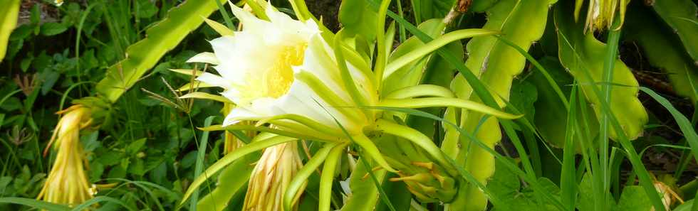23 février 2014 - Entre-Deux - Serré - Fleurs de cactus