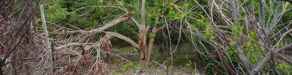 23 fvrier 2014 - Entre-Deux - Serr - Arbre cass par le cyclone Bjisa -