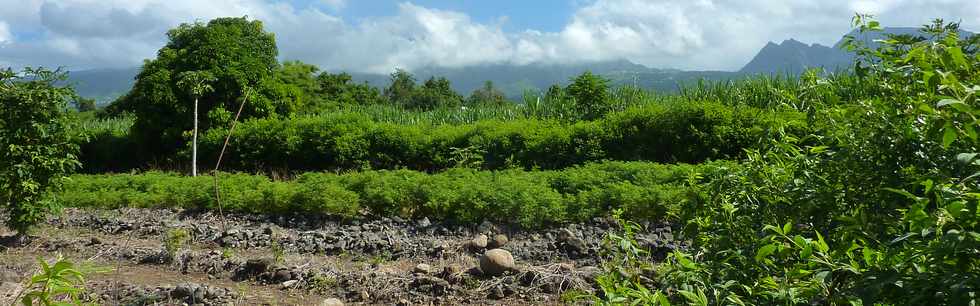 Fvrier 2014 - St-Louis - Ouaki - Cultures