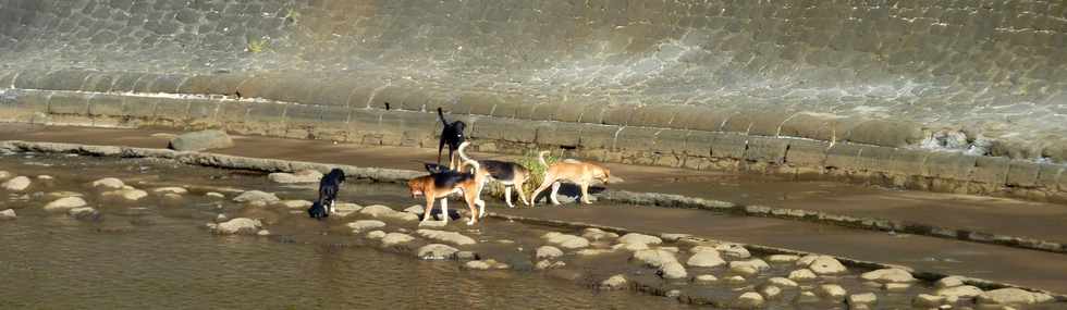 16 mars 2014 - St-Pierre - Meute de chiens rivière d'Abord