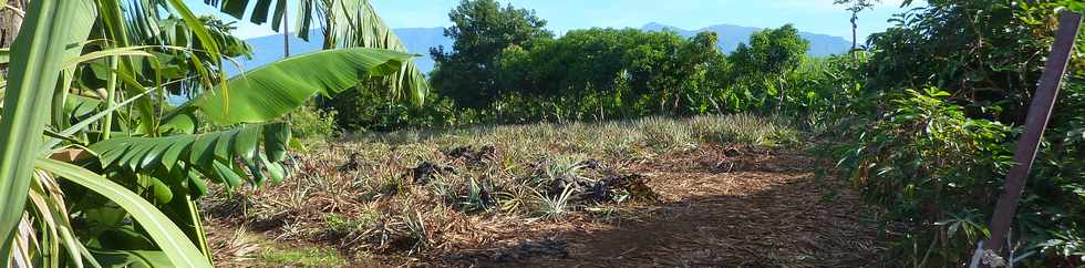 19 mars 2014 - St-Pierre - Champ d'ananas  Bassin Plat -