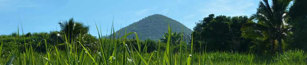 19 mars 2014 - St-Pierre - Piton Mont Vert