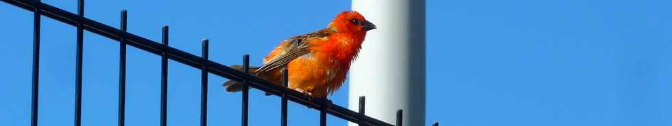 19 mars 2014 - St-Pierre - Grands Bois - Cardinal mle