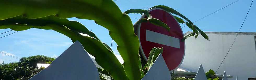 19 mars 2014 - St-Pierre - Cactus sur sens interdit ...