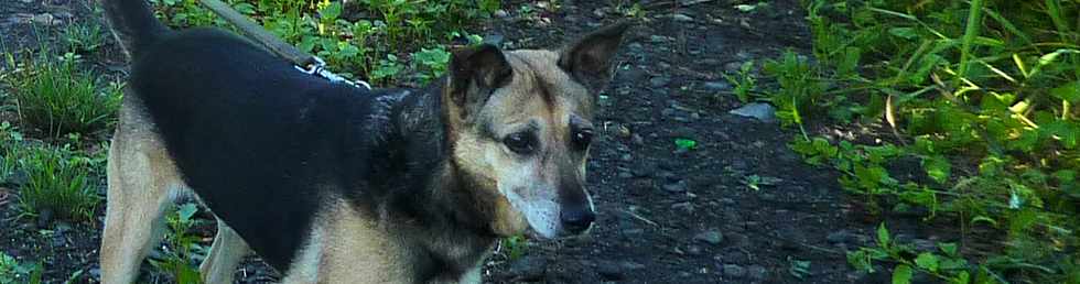 26 mars 2014 - St-Louis - Chien fidle