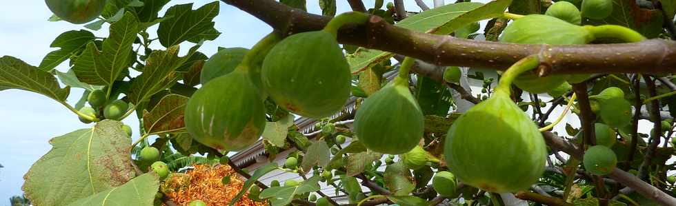 30 mars 2014 - St-Louis - Figuier et figues