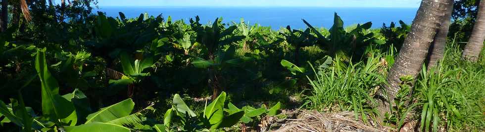 2 avril 2014 - St-Pierre - Chemin Grand-Pre - Bananiers