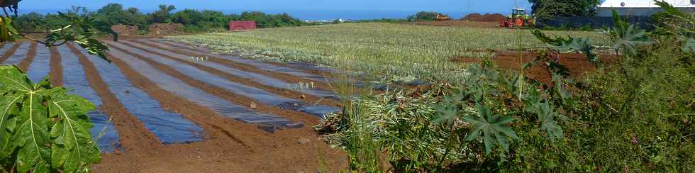 27 avril 2014 - St-Pierre - Plantation d'ananas