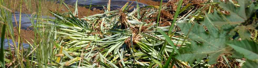27 avril 2014 - St-Pierre - Plantation d'ananas