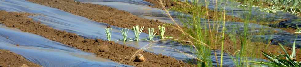 27 avril 2014 - St-Pierre - Plantation d'ananas