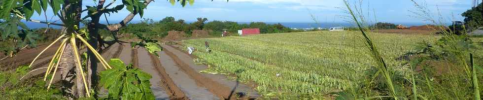 30 avril 2014 - Ligne Paradis - Plantation d'ananas