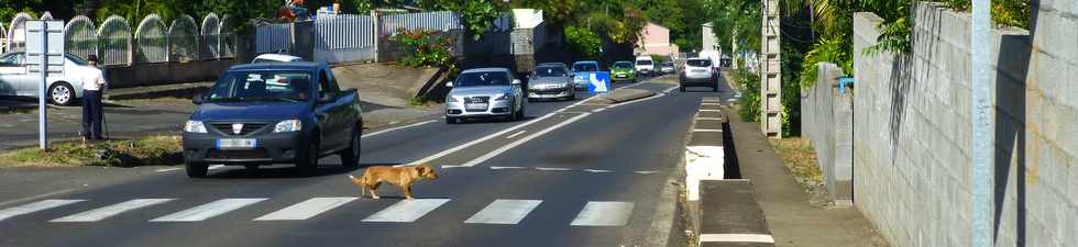 2 mai 2014 - St-Paul - La Plaine - Traverse passage protg par un chien