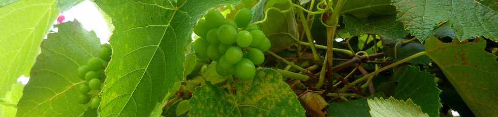 7 mai 2014 - St-Pierre - Vigne et raisin