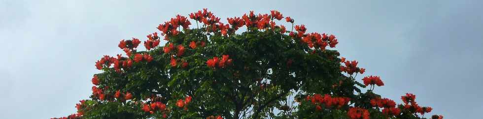 7 mai 2014 - St-Pierre - Tulipier du Gabon