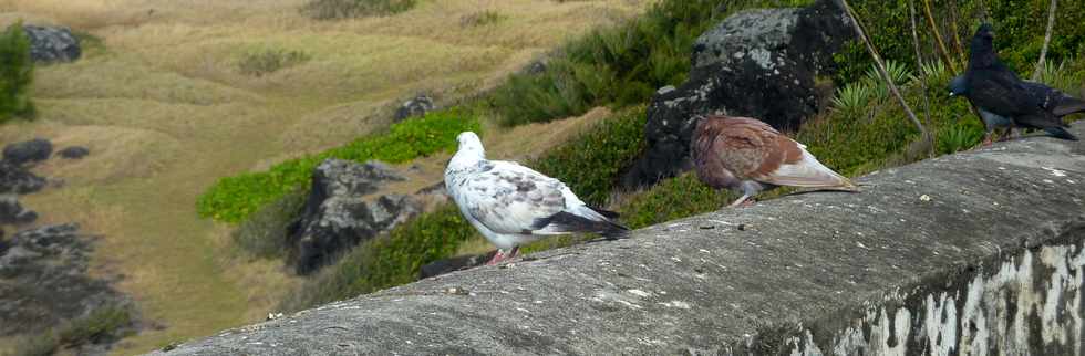 7 mai 2014 - St-Pierre - Ravine des Cafres - Bassin 18 - Pigeons