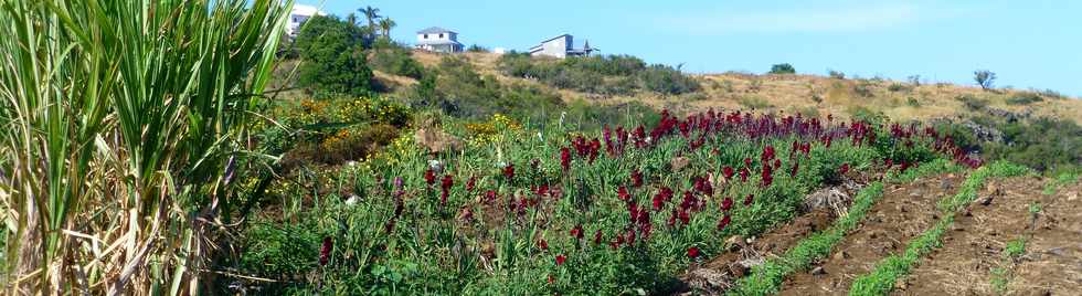 9 mai 2014 - St-Gilles  vlo -  D100 - Cultures florales