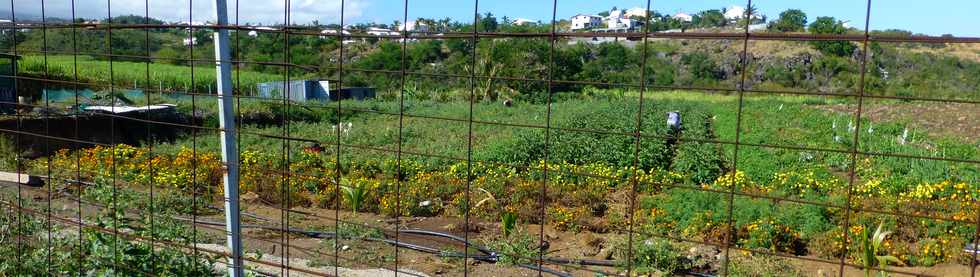 9 mai 2014 - St-Gilles  vlo -  D100 - Cultures maraichres et florales