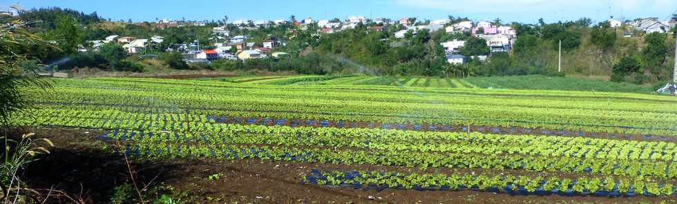 9 mai 2014 - St-Gilles  vlo -  D100 - Cultures de salades