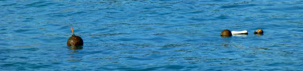 9 mai 2014 - St-Gilles à vélo - Plage des Roches Noires - Filet anti-requins